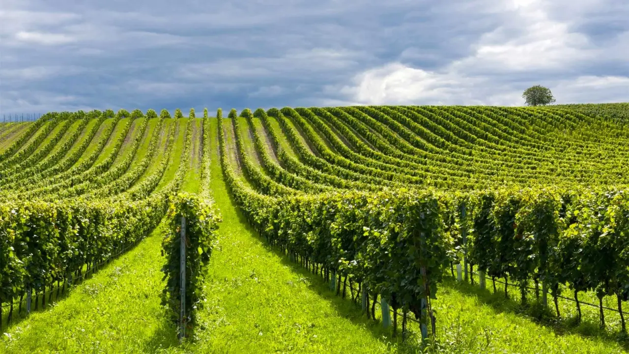 Grandinata improvvisa ha colpito il tuo vigneto? Ecco le operazioni urgenti da fare per salvarlo