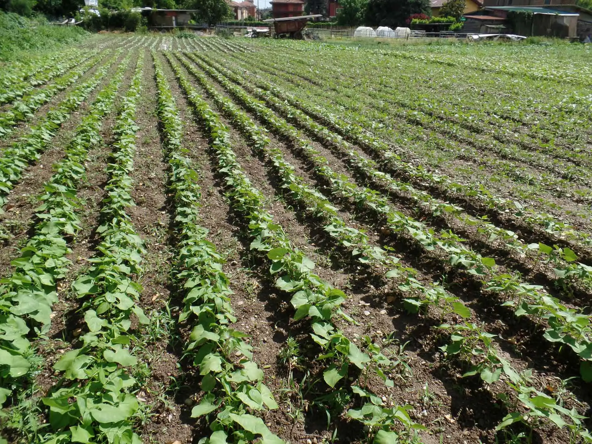 Cosa puoi piantare a settembre: il calendario completo