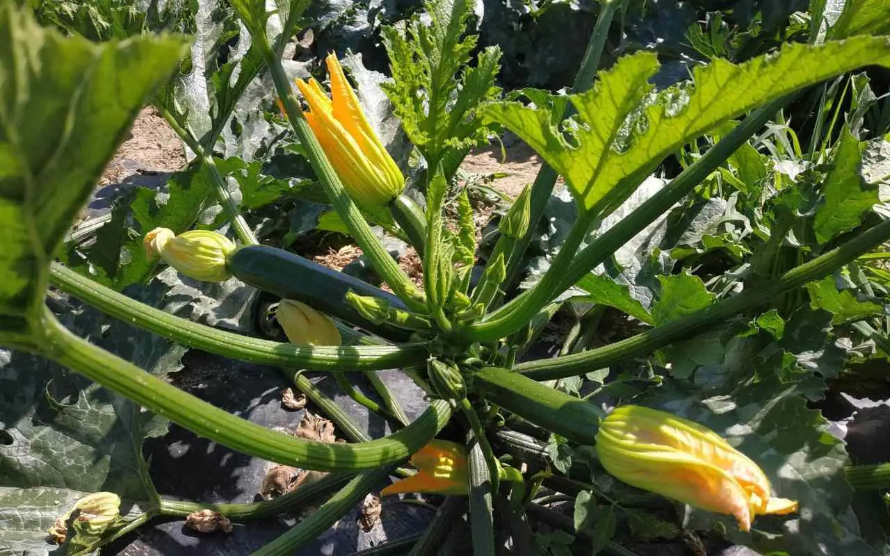 Zucchine con foglie gialle e deformate? Ecco la cura d’urgenza contro il virus che le distrugge