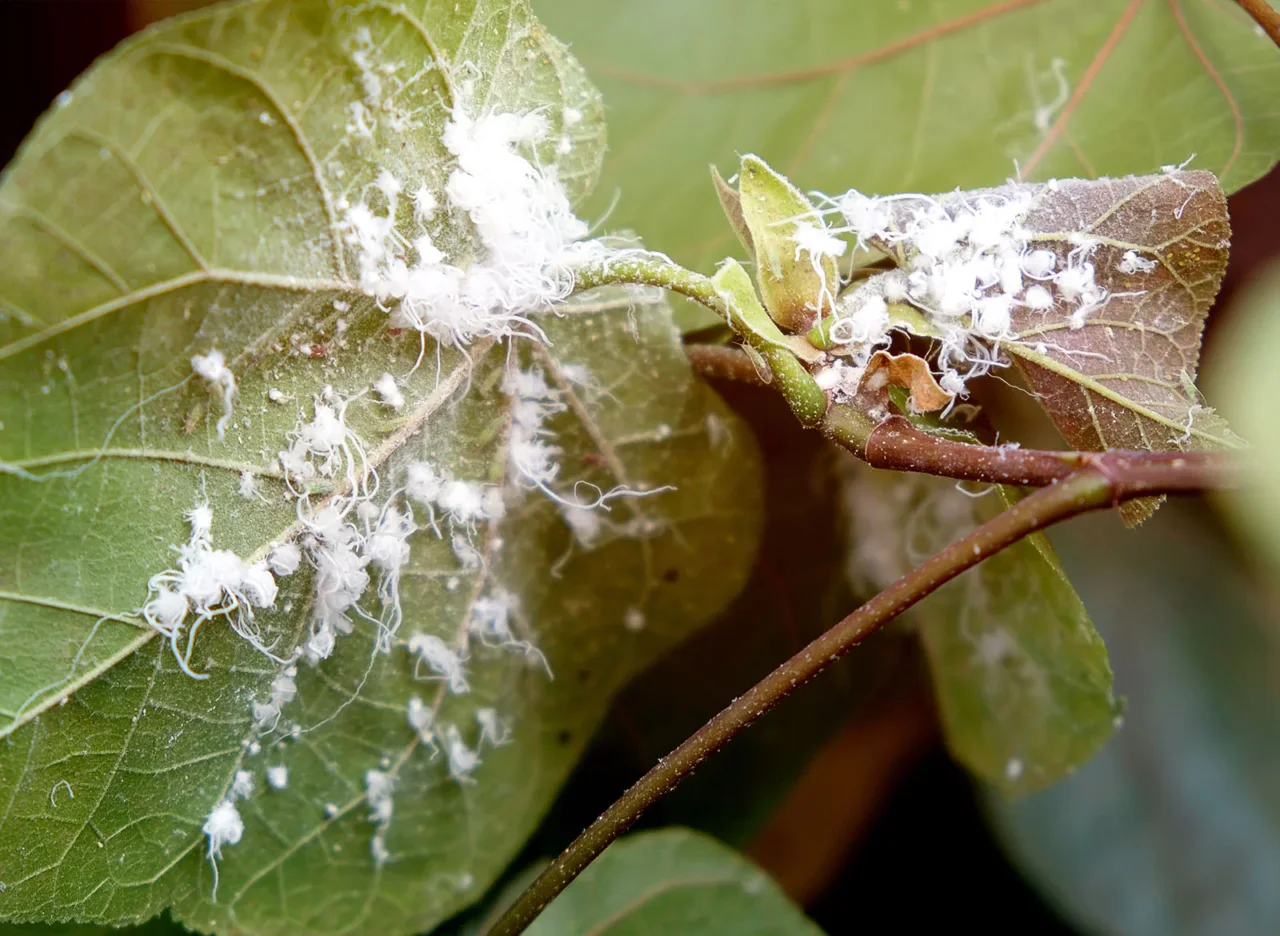 Allarme cocciniglia: ecco le piante del tuo balcone che sta distruggendo in questo momento