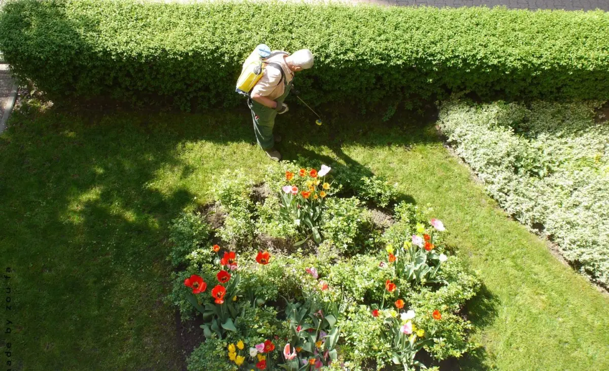 La figura professionale che controlla la salute del verde pubblico: ecco perché è fondamentale