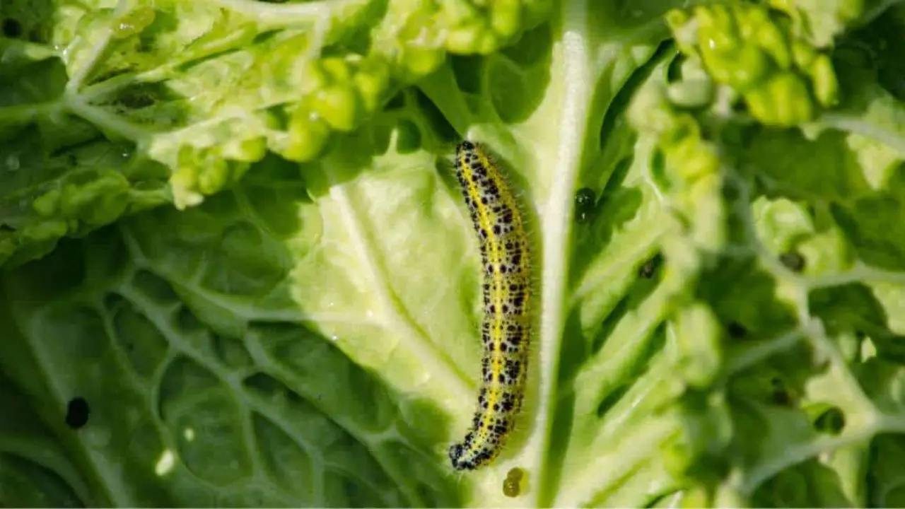 Polvere bianca contro i parassiti dell’orto: ecco se funziona davvero